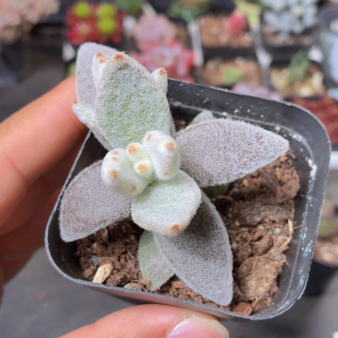 福兔耳多肉9.9包邮发货