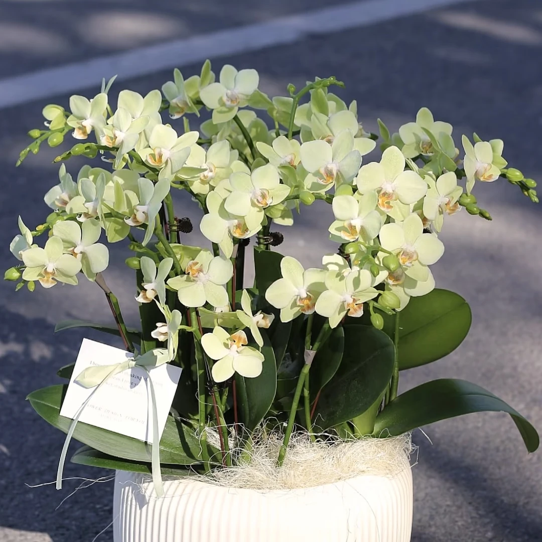 绿水晶两支花剑蝴蝶兰 年宵花盆栽花卉多年生室内阳台易养护