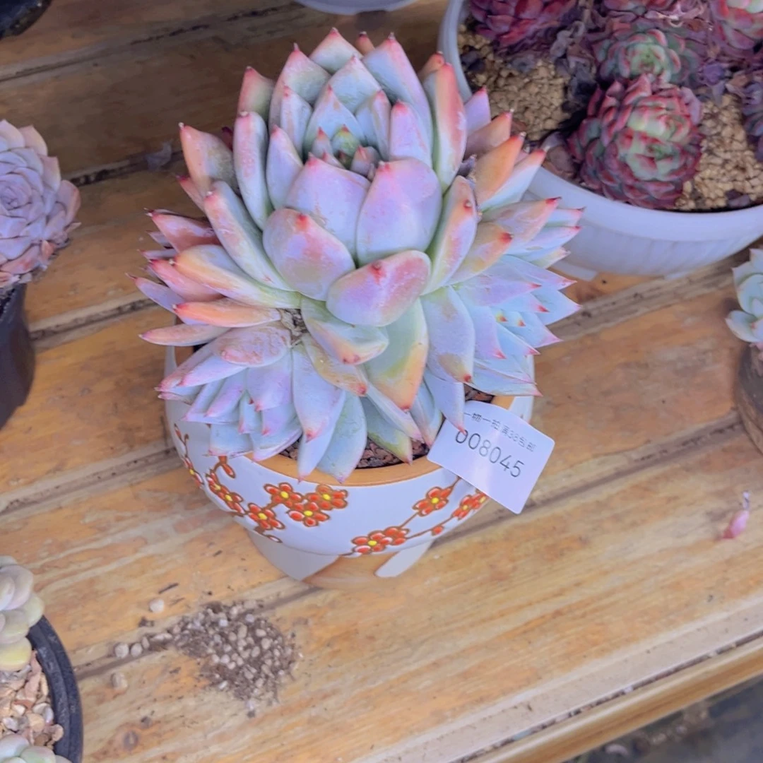 s****多肉一物一拍8045