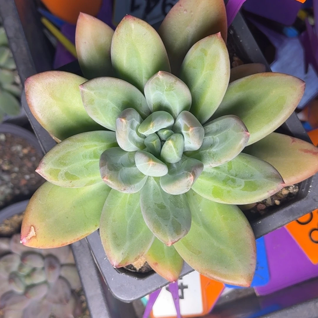 多肉植物胖体海洋之歌568