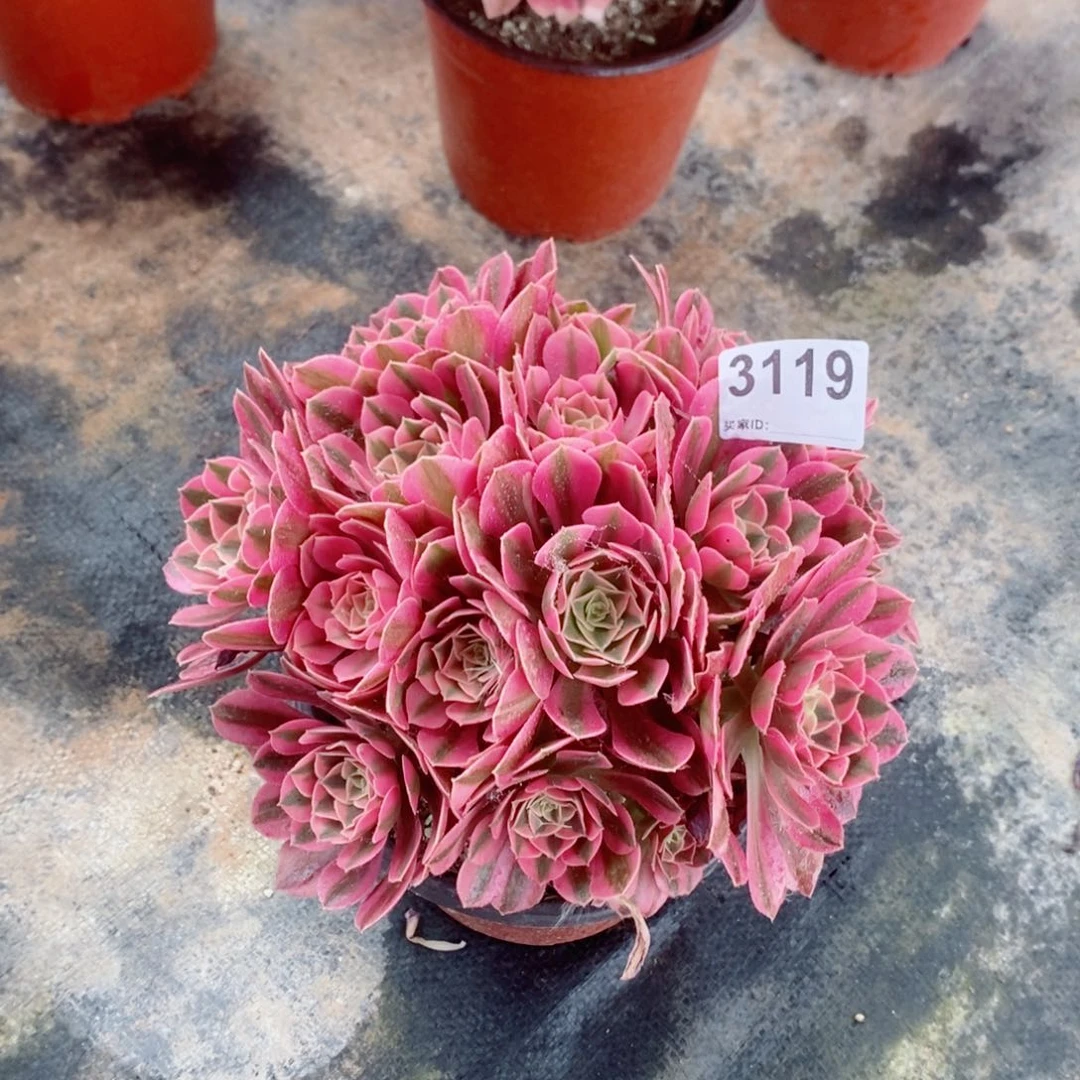 粉女巫3119多肉11111