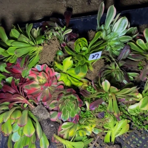 20棵单头苗苗苗27多肉