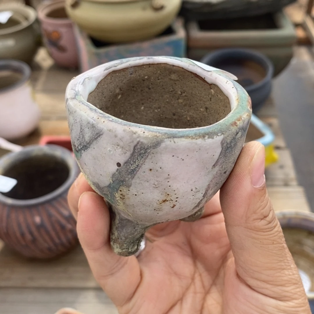 13号多肉盆口径5小可爱