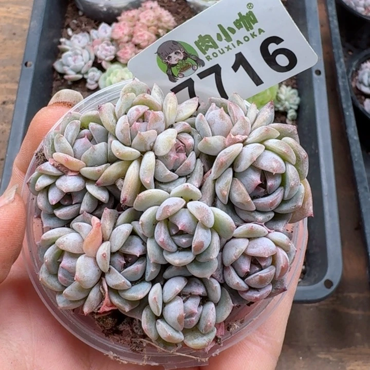 多肉植物多肉植物