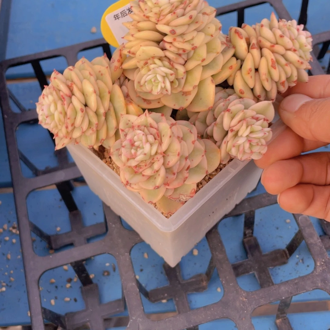 1073号老桩母本蜡牡丹锦大群