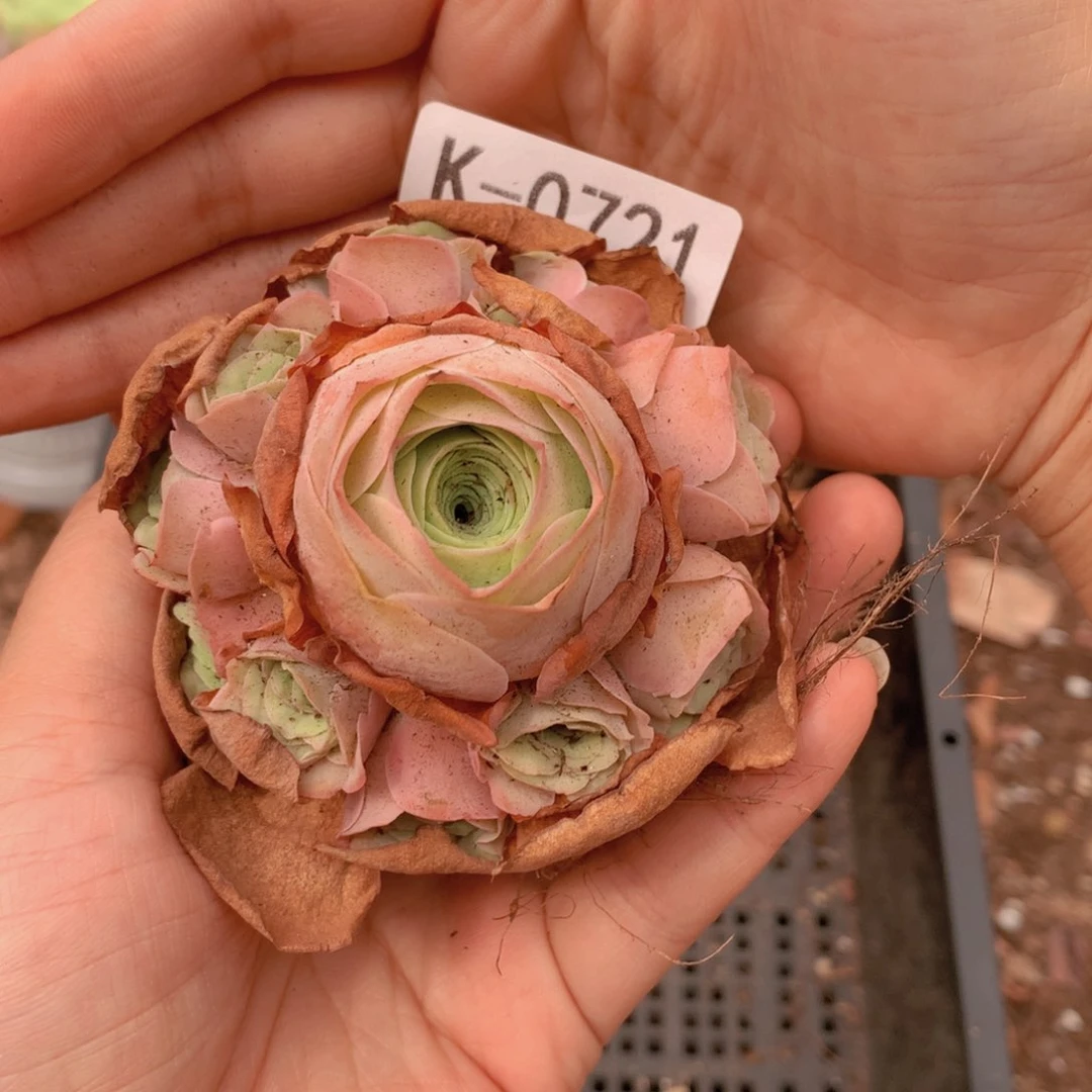 0721冰帕完美群生