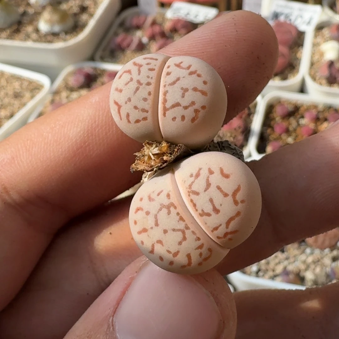 少*游K941大白老母本多肉