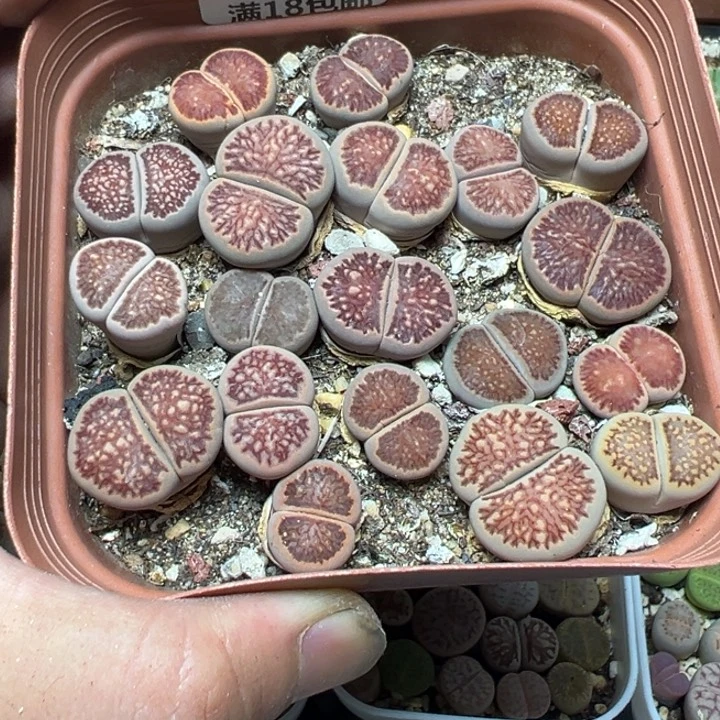 【闪购商品】 971。