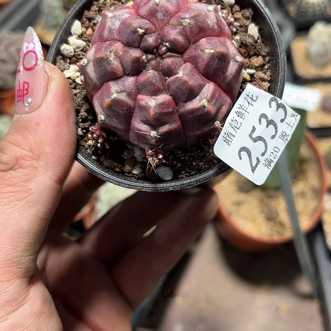 (****)25330一物一拍单头