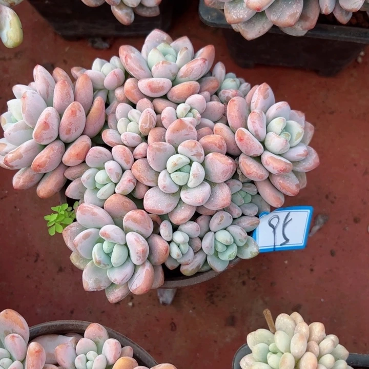 完全开放95洛神平平安安健健康康