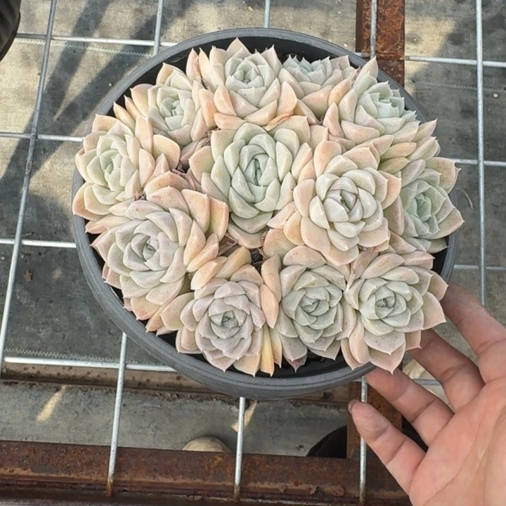奶油白多肉植物绿植