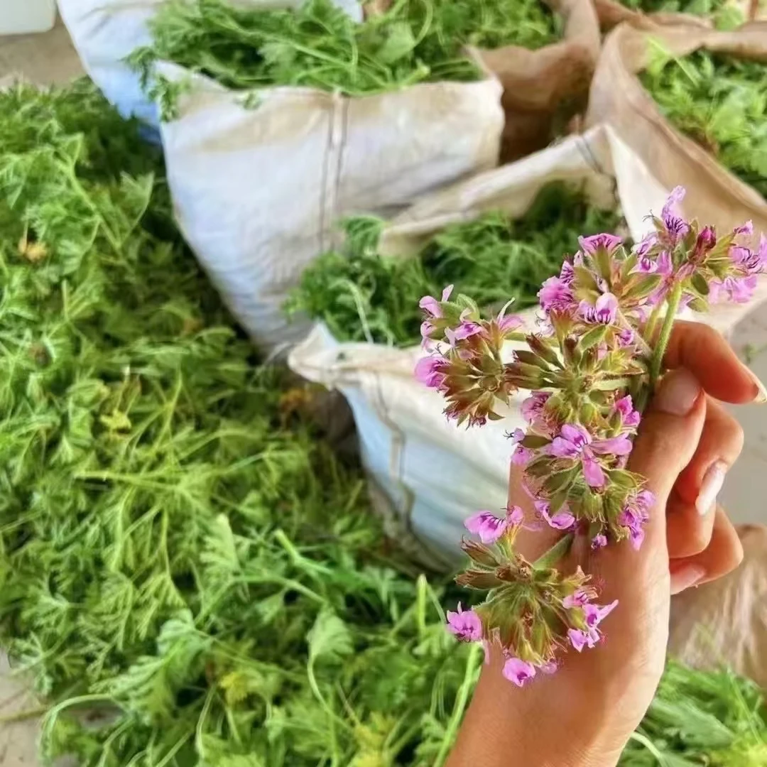 绯红精选  玫瑰天竺葵精油  花朵类精油