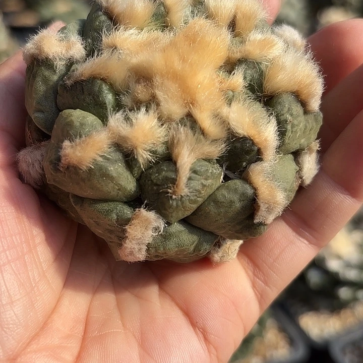 袖蒲苗接落地仙人球79