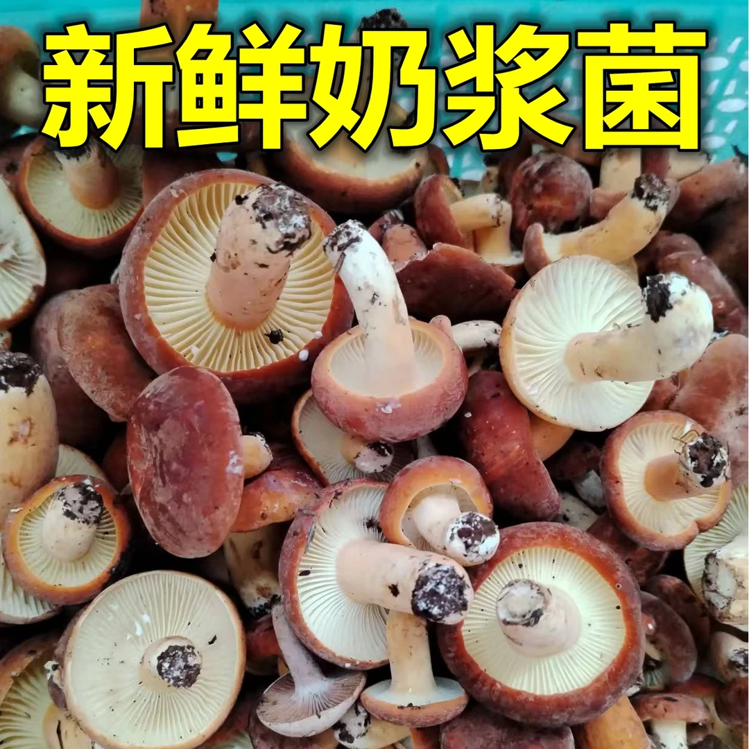 云南新鲜野生菌奶浆菌250g-1000g适合炖汤