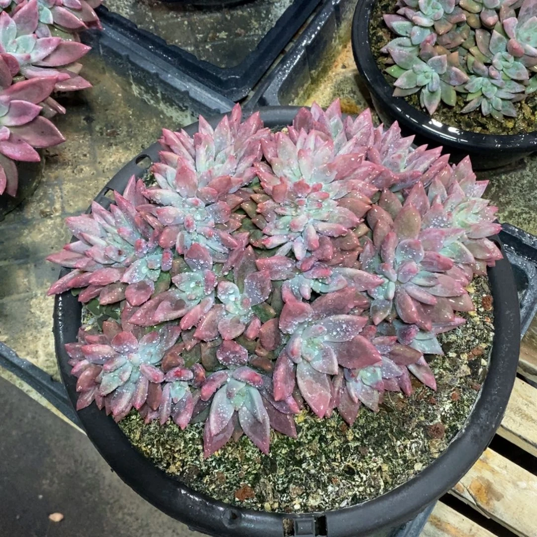 啊军喵多肉桃花缘缀280盆的