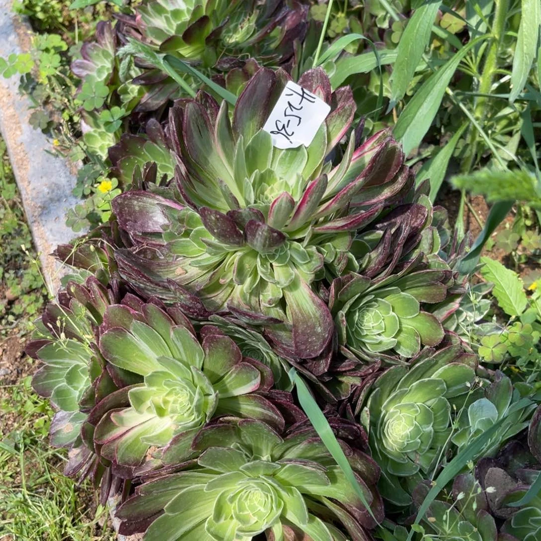 王***4.25-36万花筒手捧多肉寄养