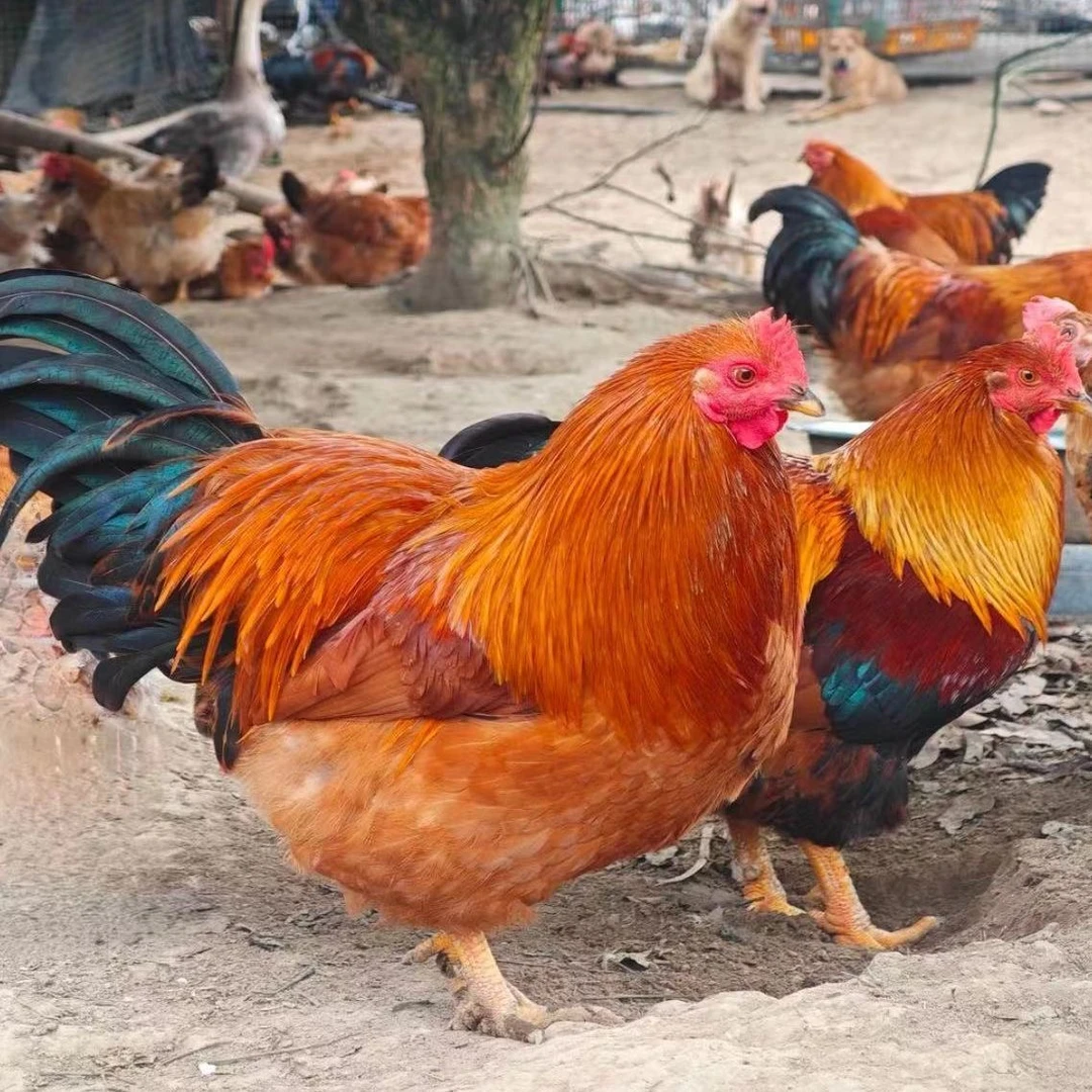 【360天】广东阉鸡土阉鸡农家果地散养走地鸡两广白切鸡跑山鸡