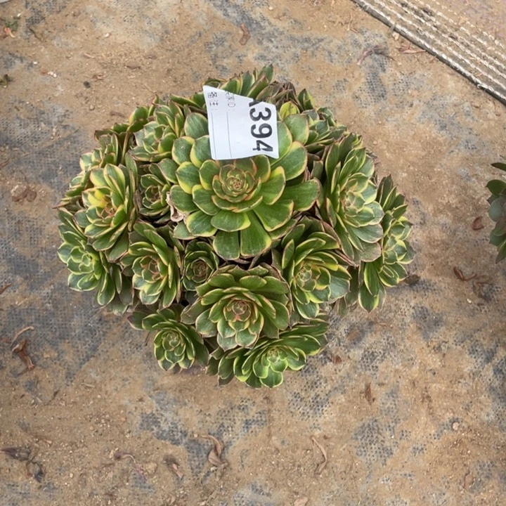 小*子多肉半夏法师394