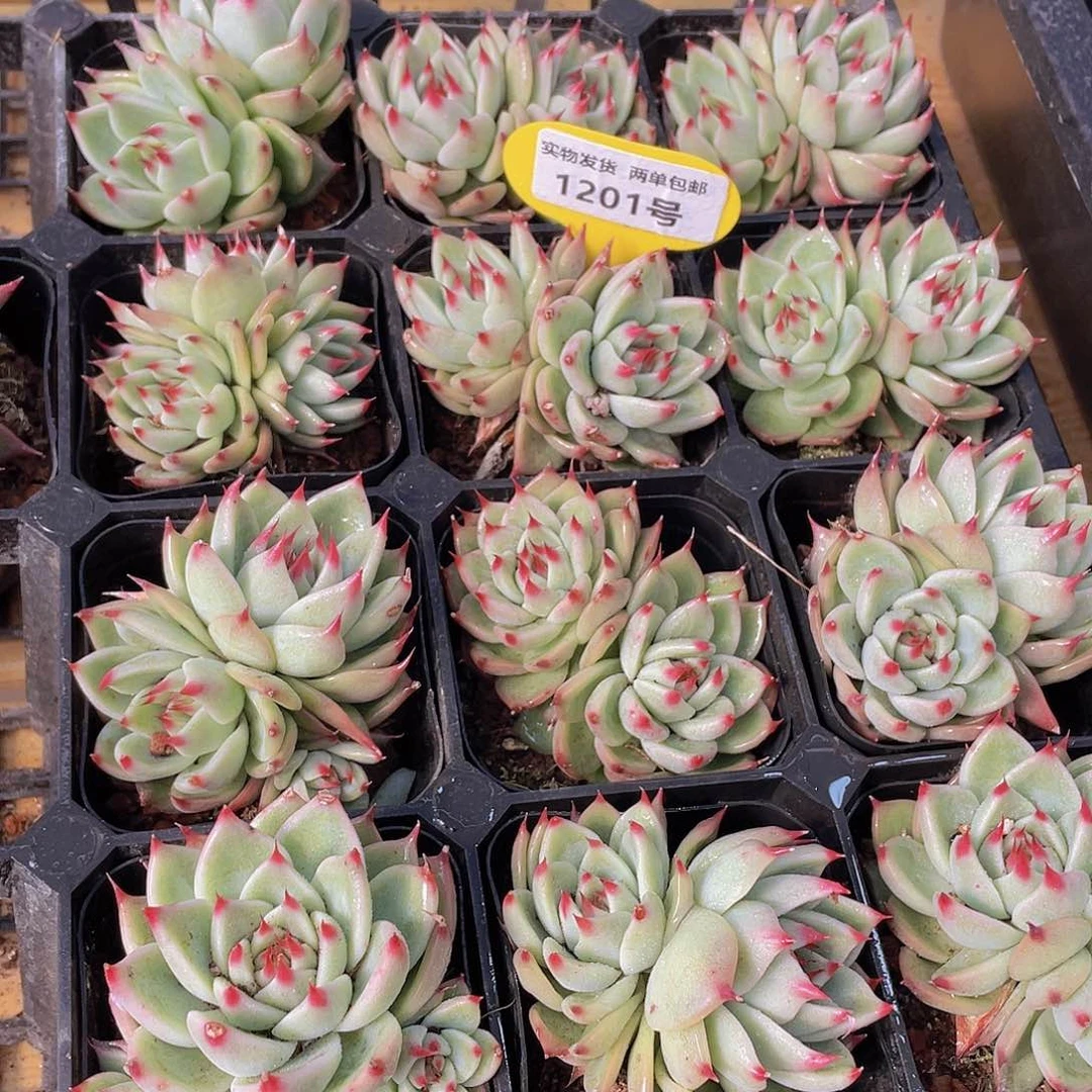 1201号 托斯卡内利多肉双头不包整一个