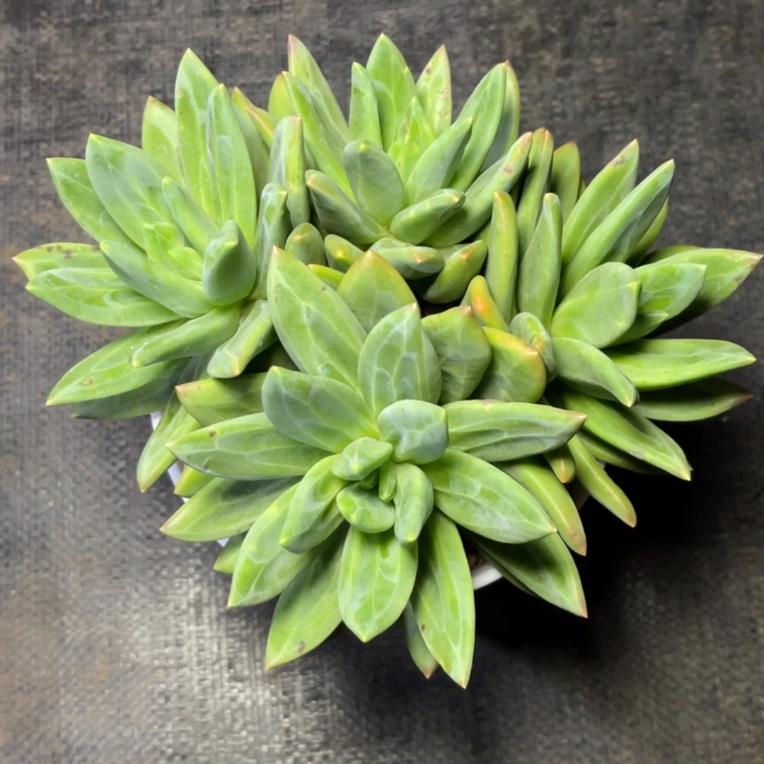 小***龙海洋之歌4头。 发货