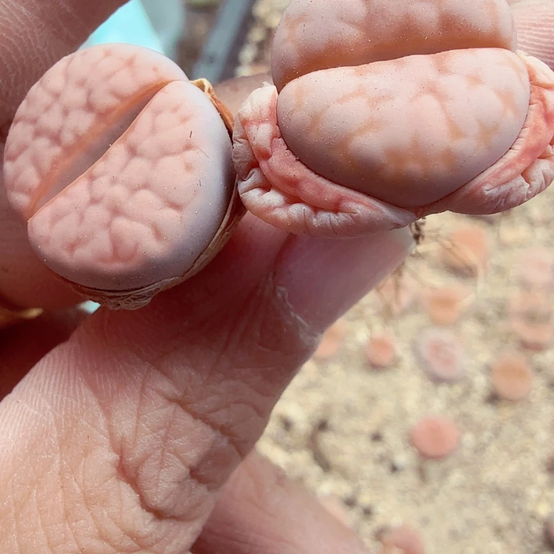 这两条我的首页全部315