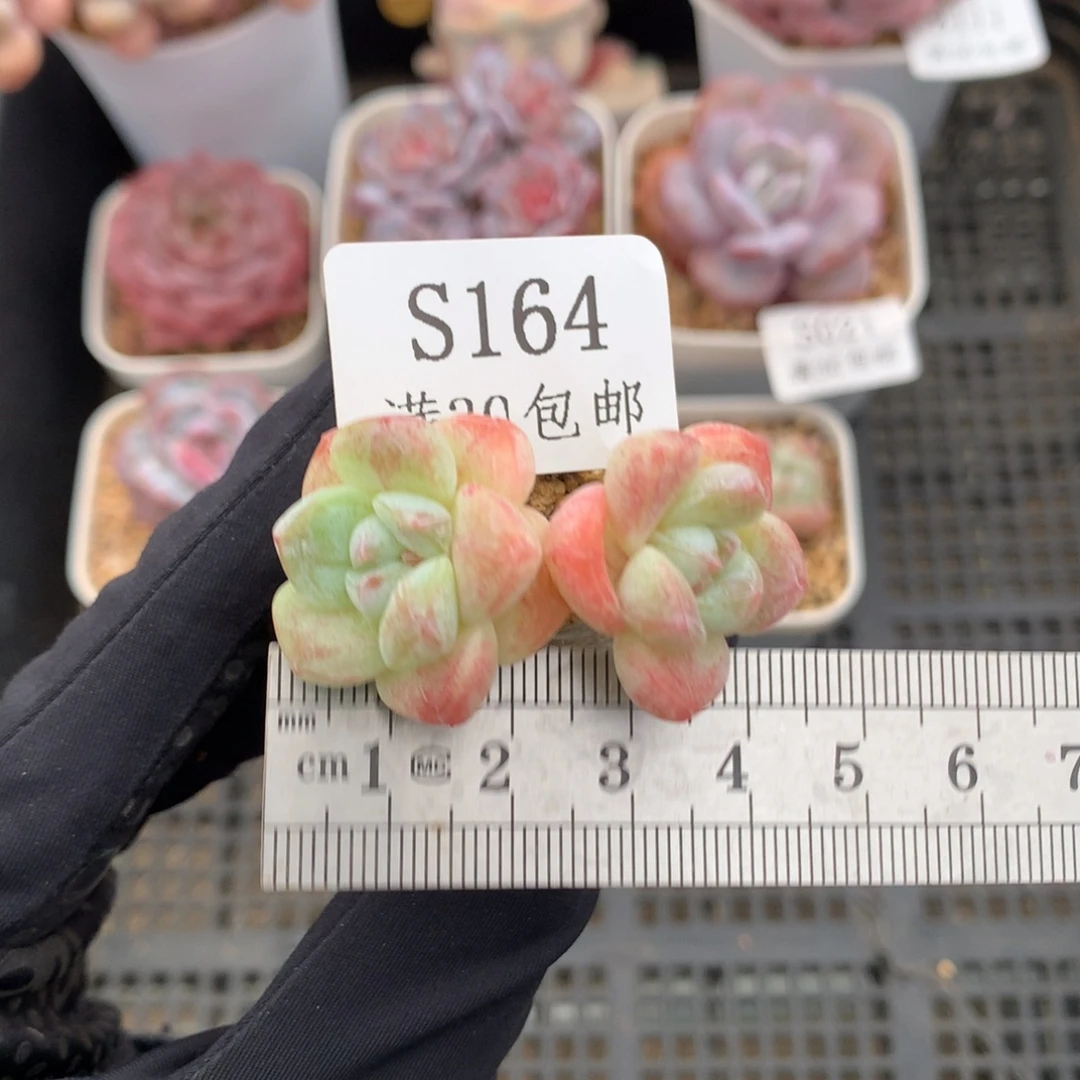 164。长腿石化冰玉。双头玻璃瓶
