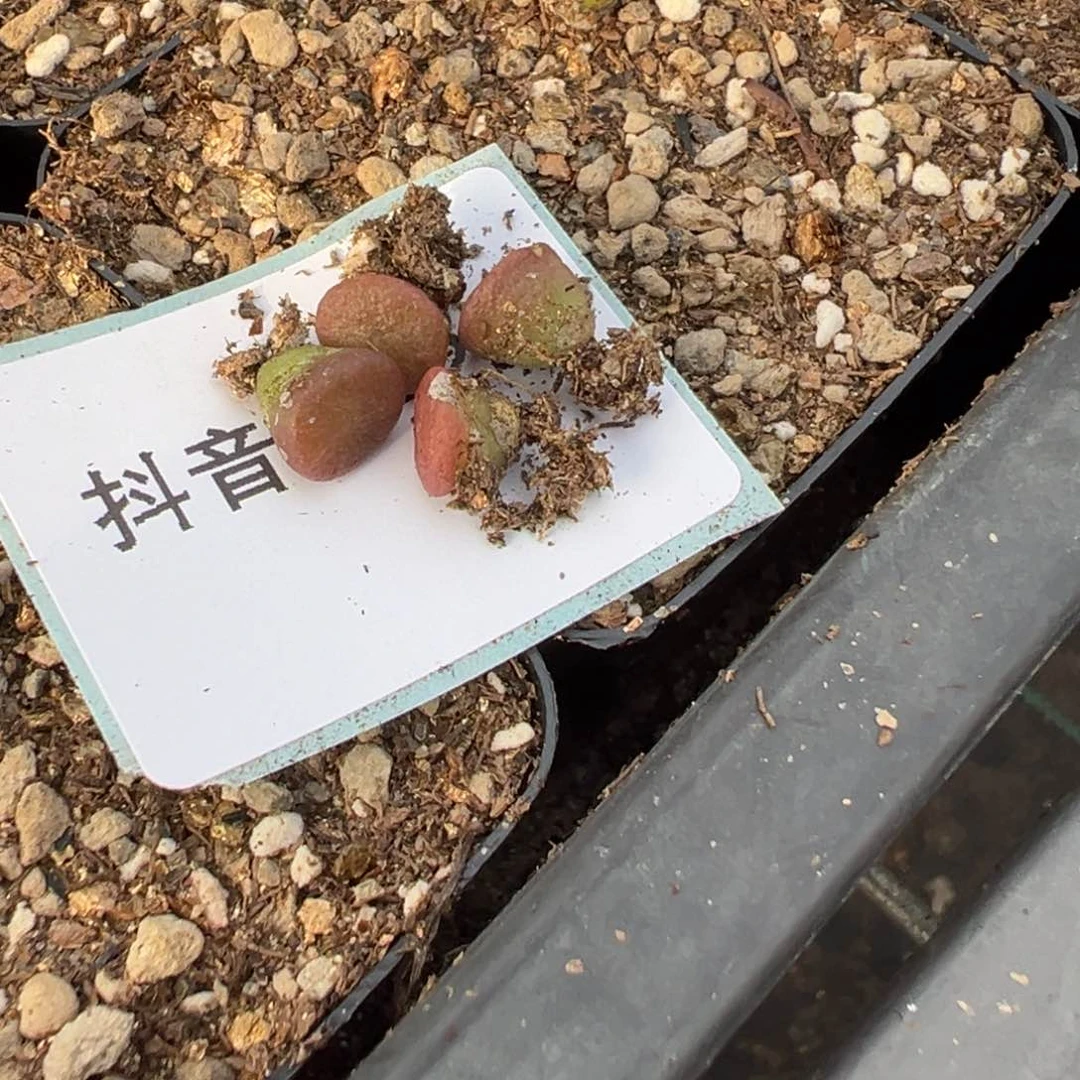 15-293量拍伊尔玛猪鼻子一颗