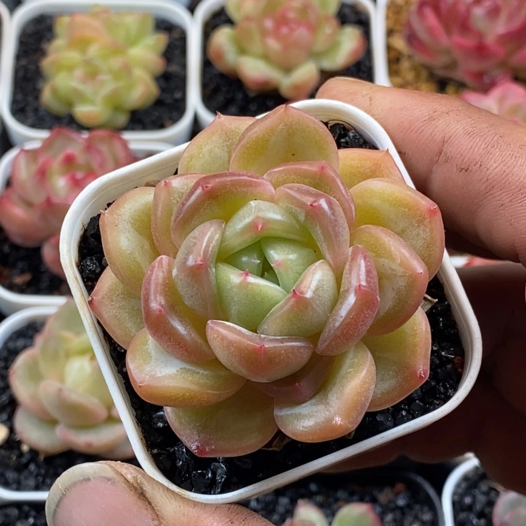 天官赐福百无禁忌