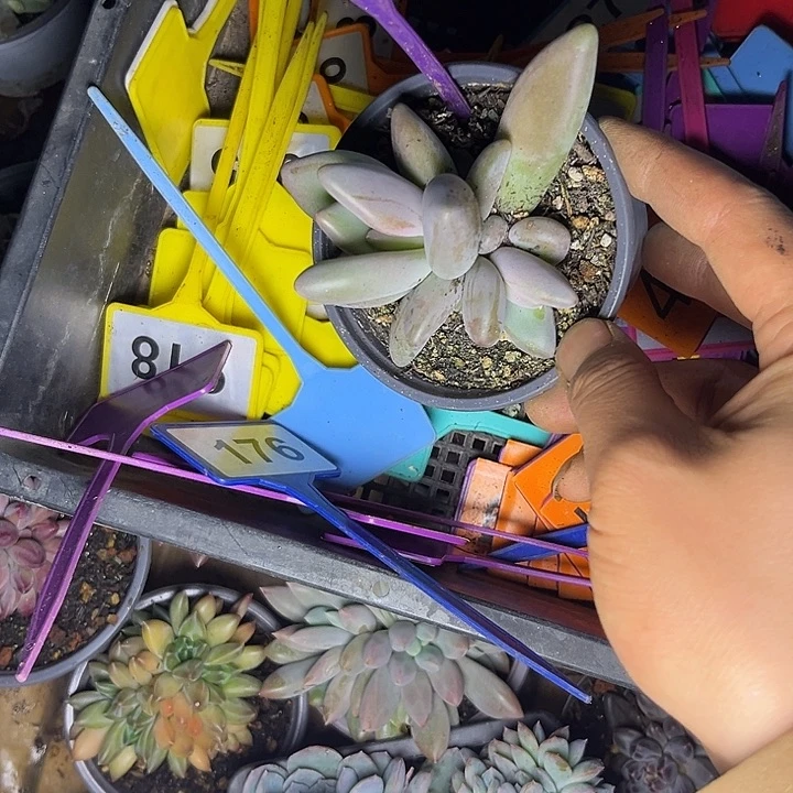 多肉植物企鹅群848