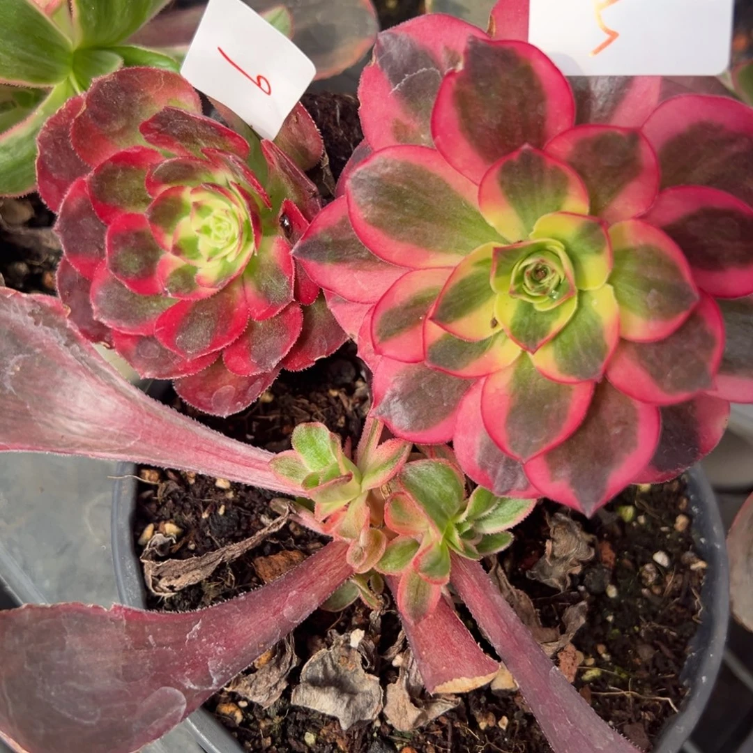 5如意6鸿运多肉嘻嘻嘻