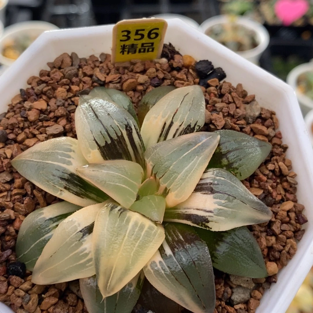 356号红纹寿锦多肉