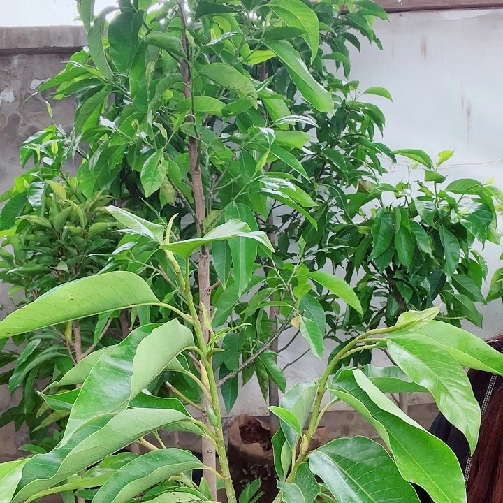 白兰花是真的好看