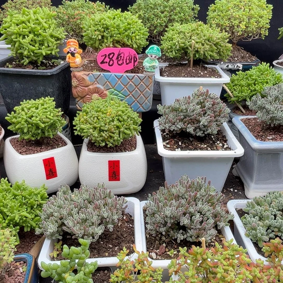 清***新土优选枝干番杏优选