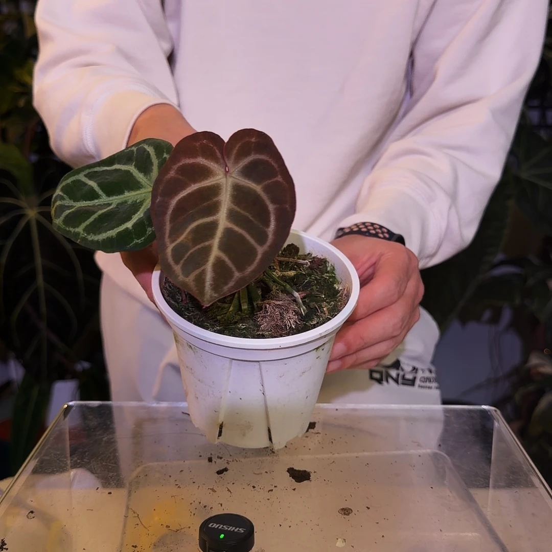 完全开放W48 树莓杂黑铜