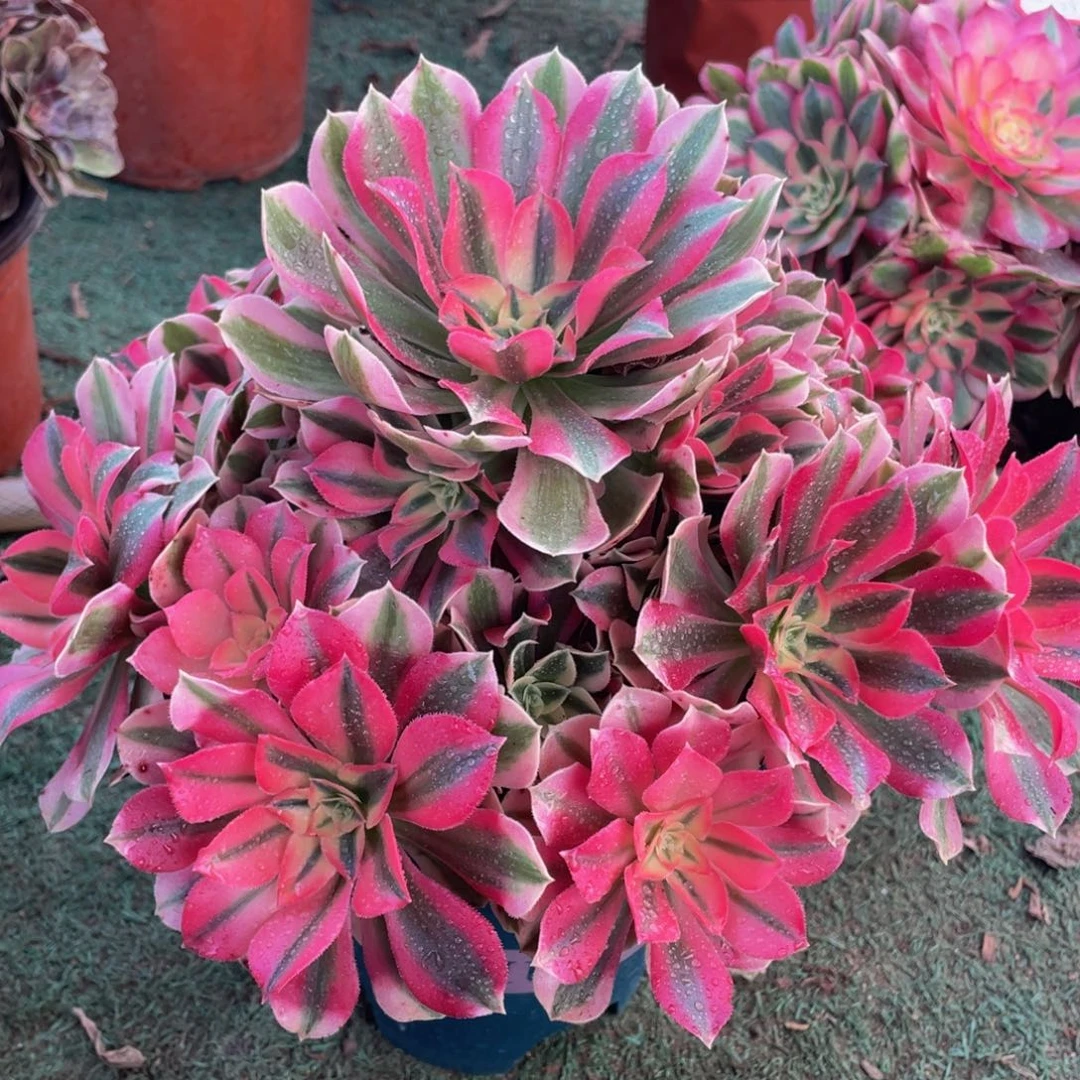 717粉女巫精品法师老桩