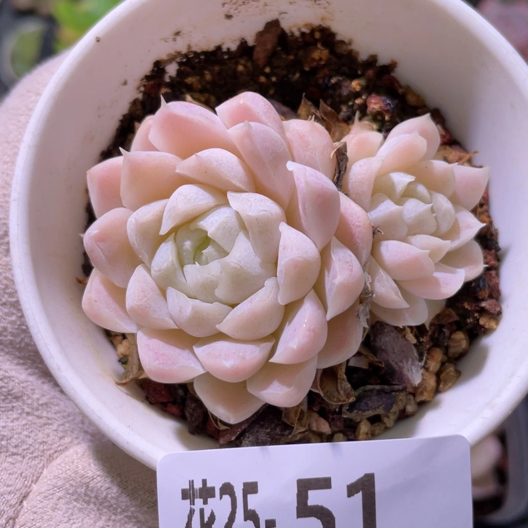 花利美25-51白月影