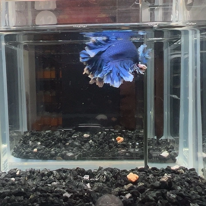 斗鱼一单包邮13日12