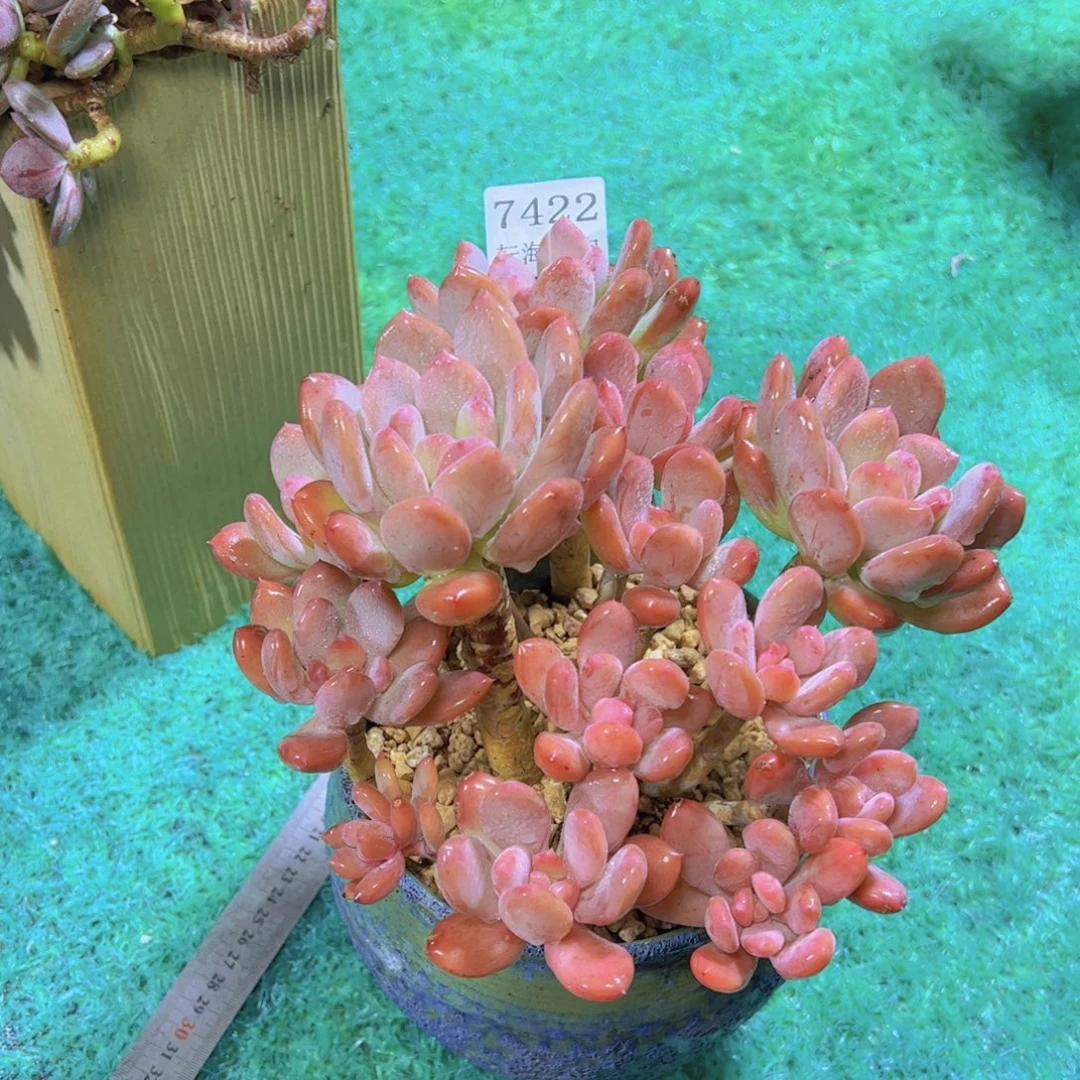 灰姑娘7422多肉植物