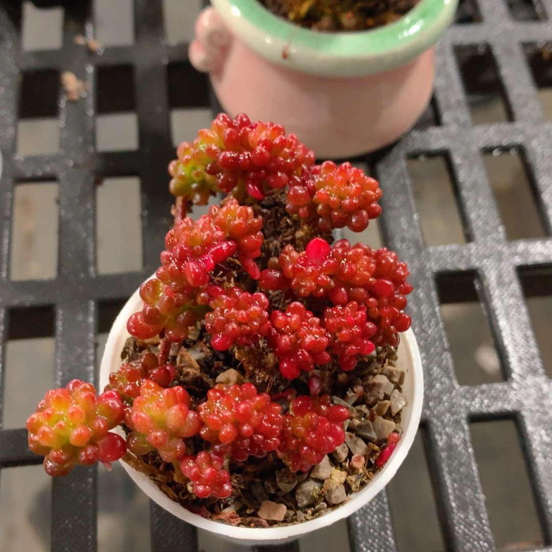 肉萌萌精控多肉 5cm盆量拍 浆果群