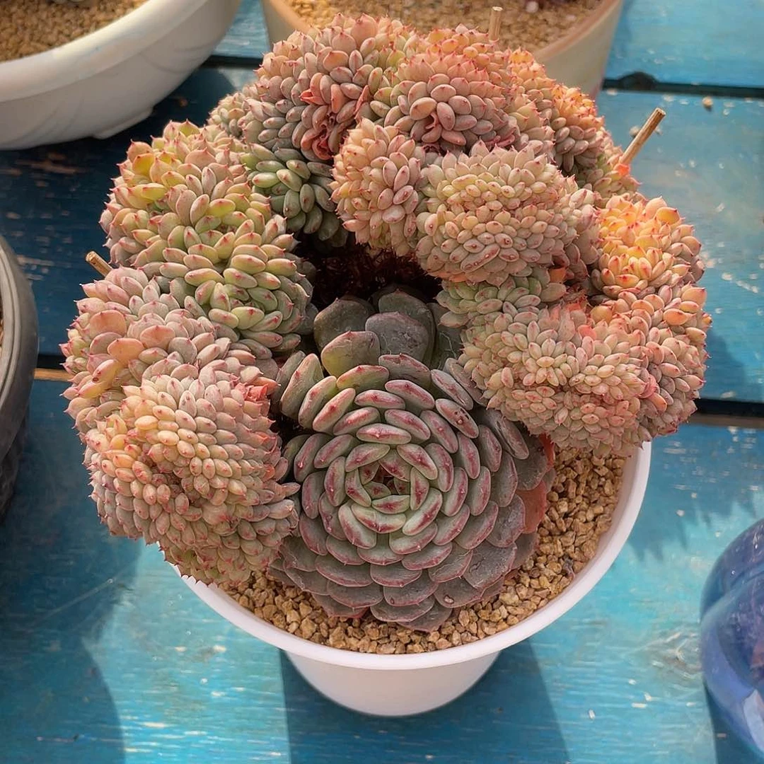 白胖子缀化老桩多肉植物