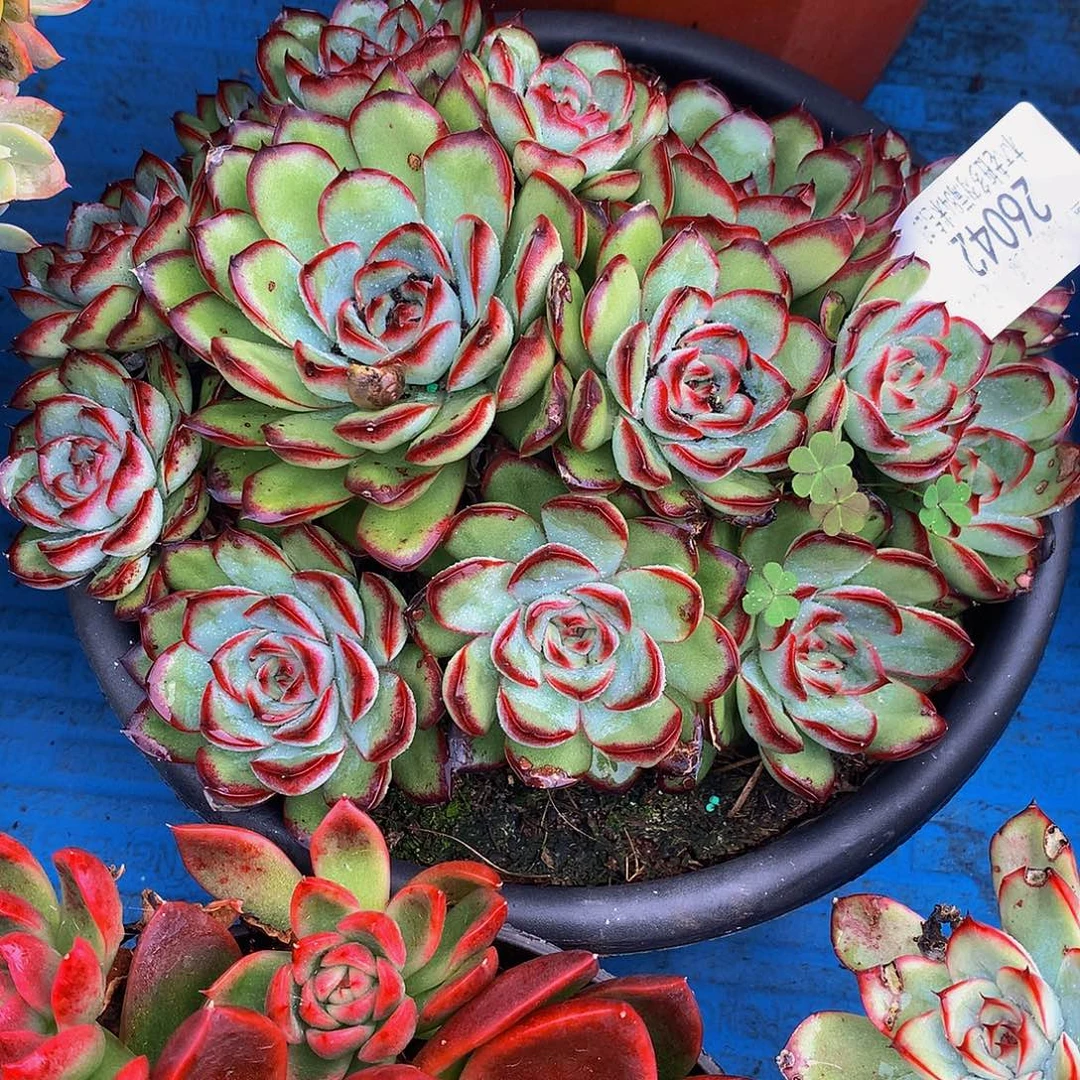 小***儿   肉酱玫瑰多肉26042