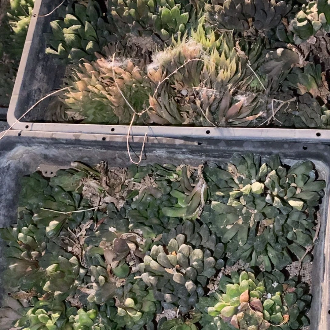 本***足2542  两整筐全部 超级福利