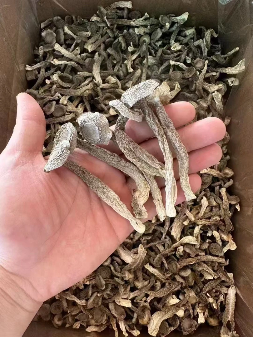 鹿茸菇煲汤炒菜鲜香脆