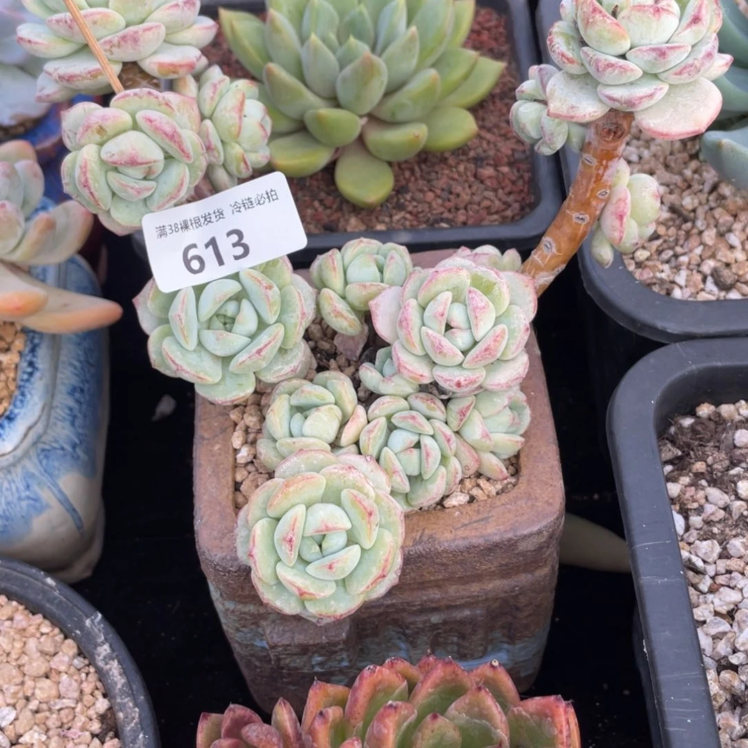赶***气613香草小群生多肉植物