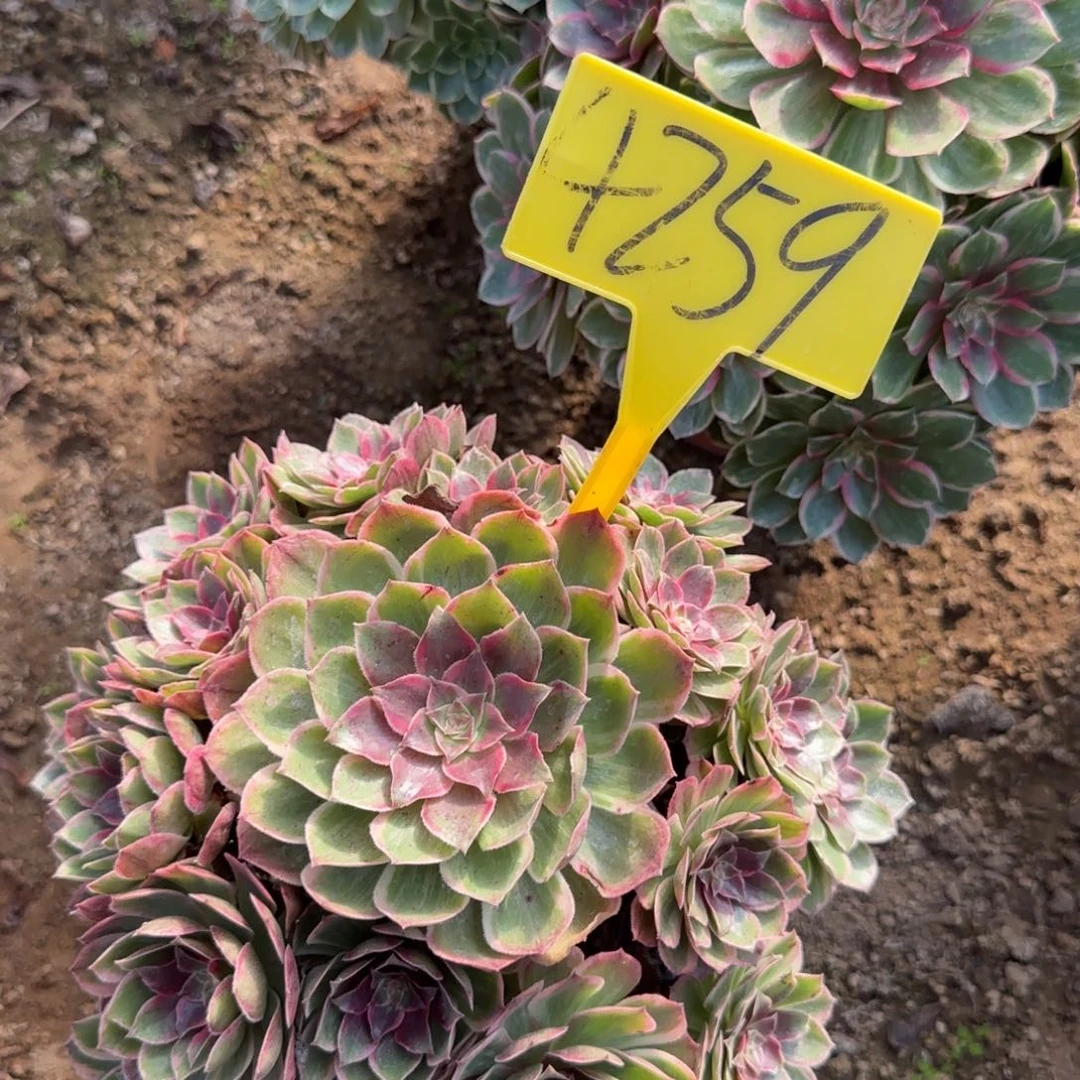 4259---莲花座多头