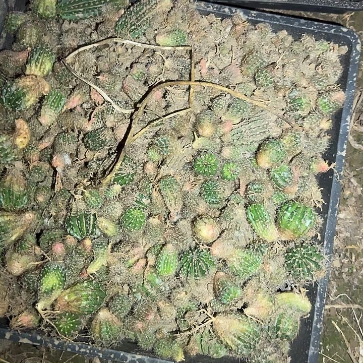 彩草一筐小侧芽仙人球