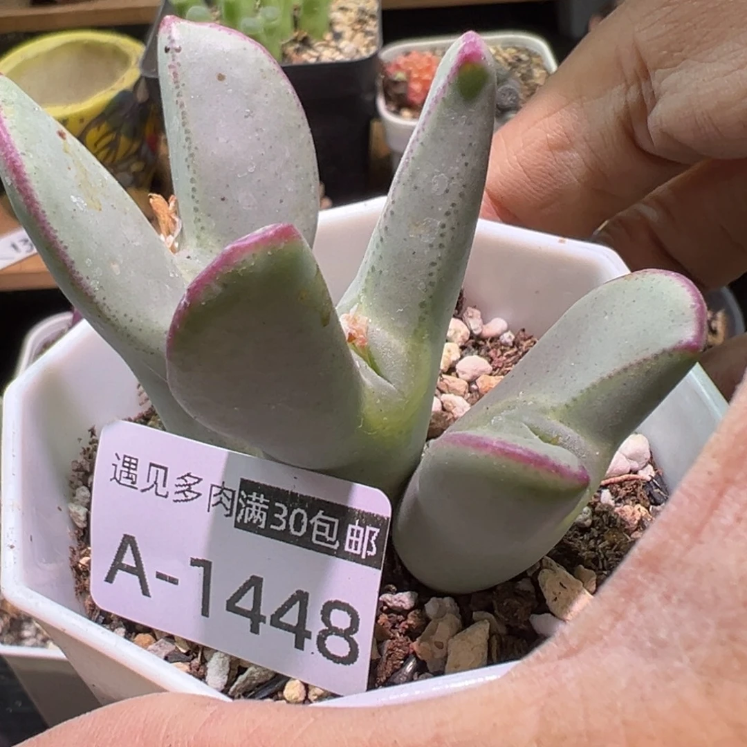 щ***ω多肉植物11111111111