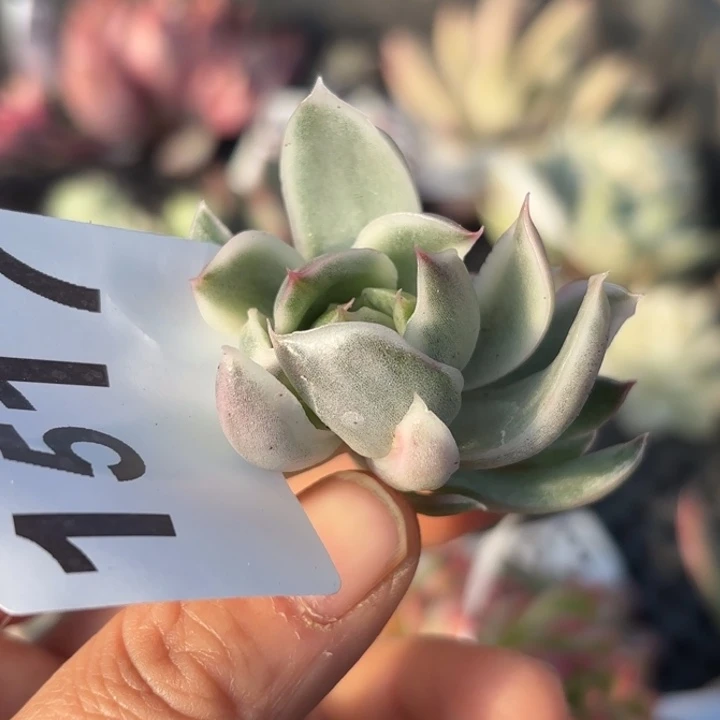 头盖锦多肉植物满18包邮当场凑单不满单隔天发顺丰到付