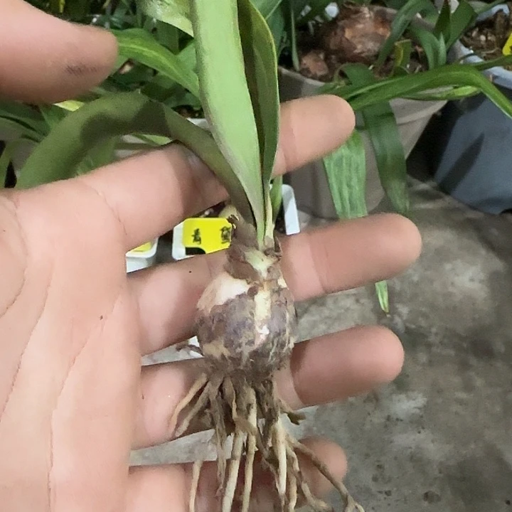 哈瓦那情人2.2cm，洛奇发货