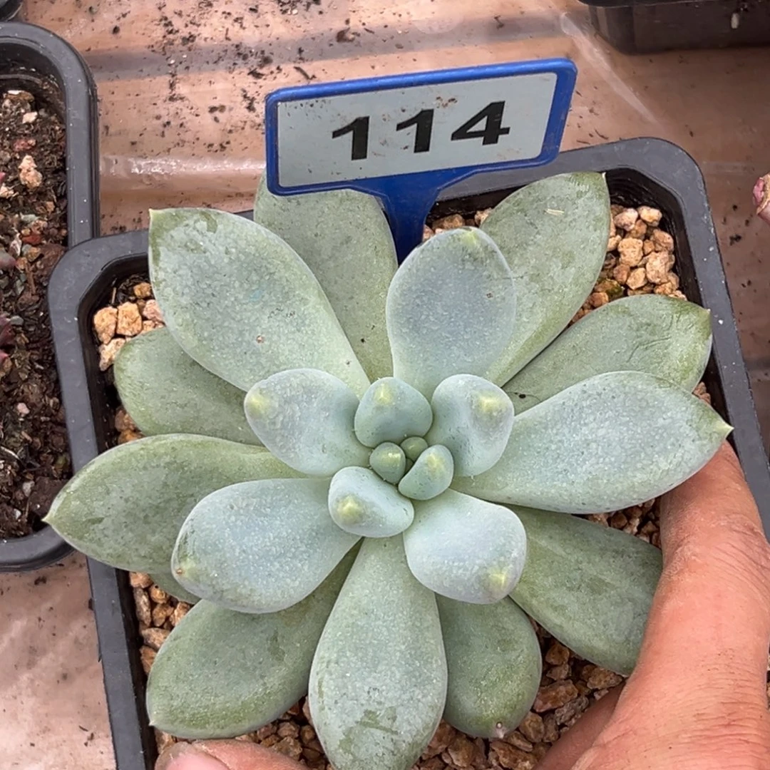 多肉植物胖体哥特114